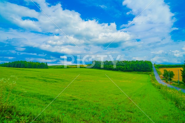 北海道富良野の平原