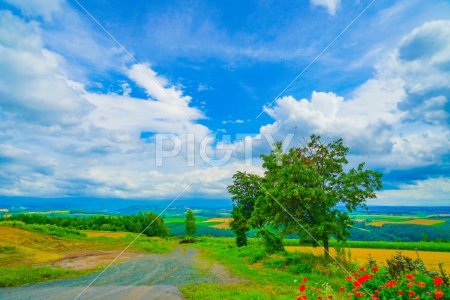 北海道富良野の平原