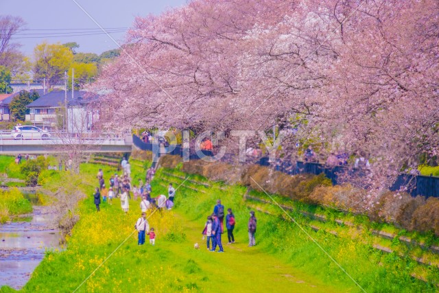 野川の桜（調布市）