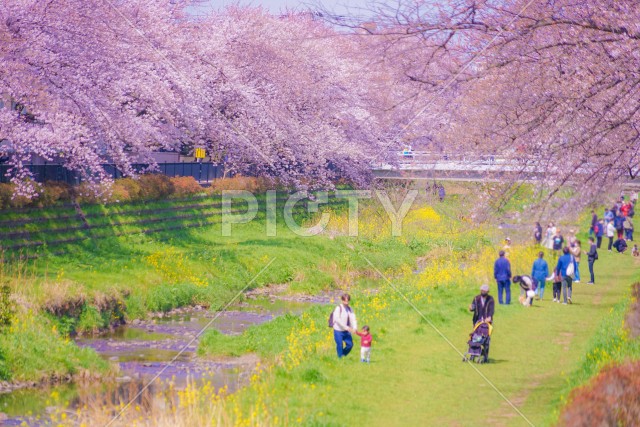 野川の桜（調布市）