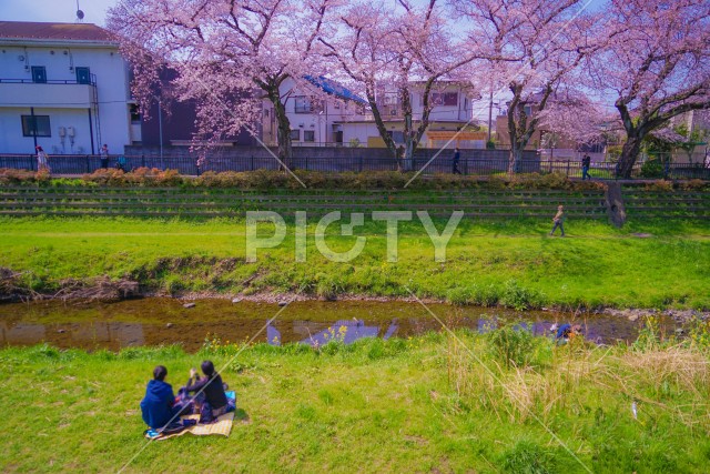 野川の桜（調布市）