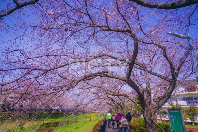 野川の桜（調布市）