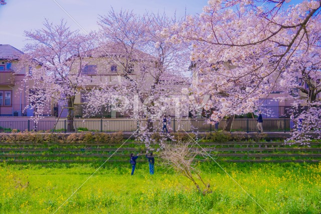 野川の桜（調布市）