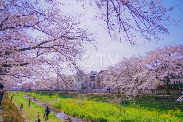 野川の桜（調布市）