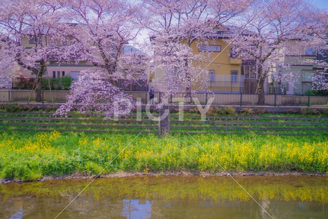 野川の桜（調布市）