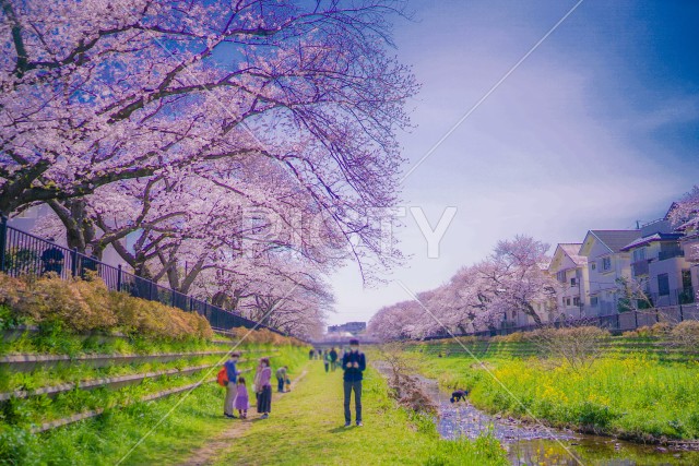 野川の桜（調布市）