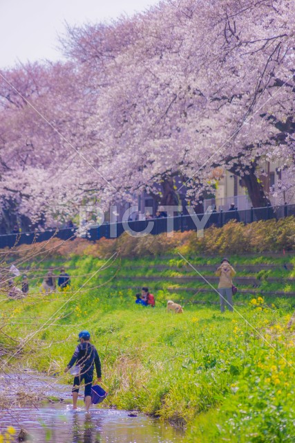 野川の桜（調布市）