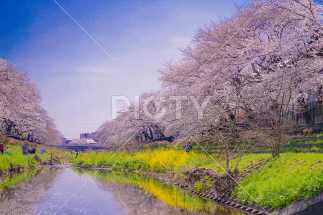 野川の桜（調布市）