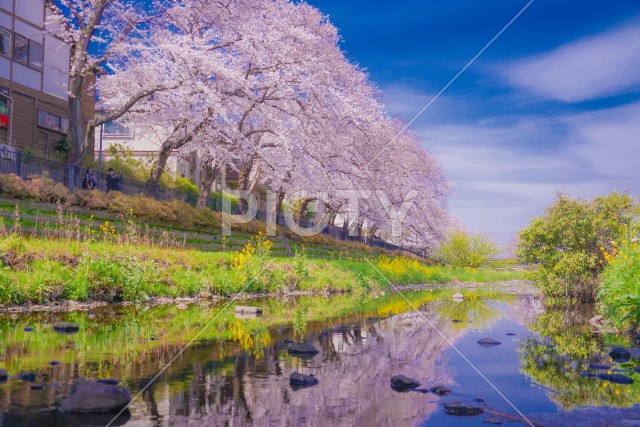 野川の桜（調布市）