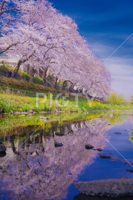 野川の桜（調布市）