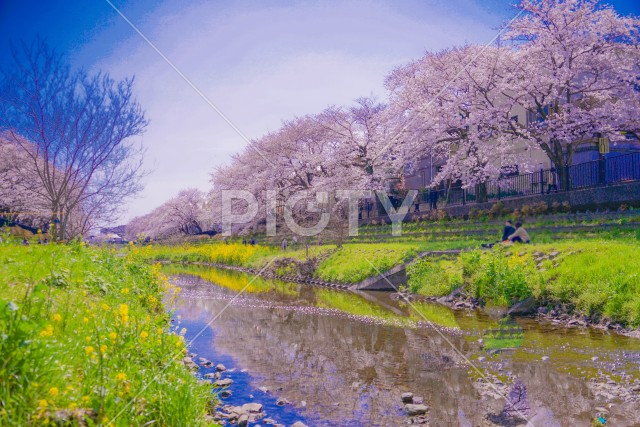 野川の桜（調布市）