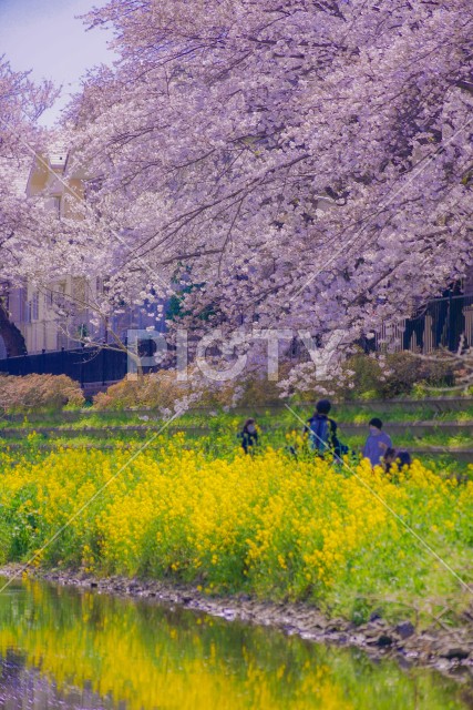 野川の桜（調布市）