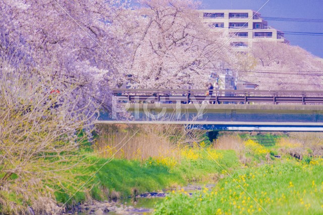 野川の桜（調布市）