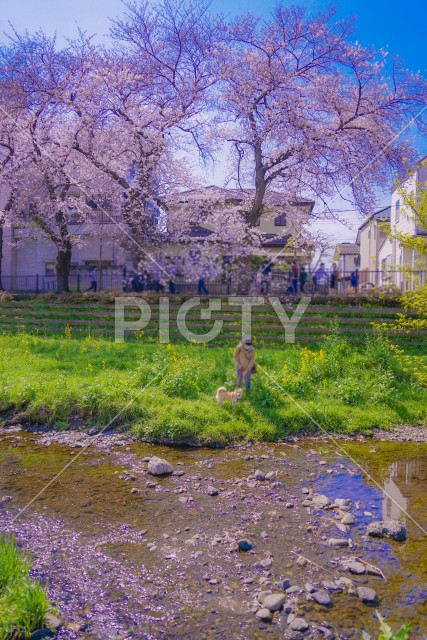 野川の桜（調布市）