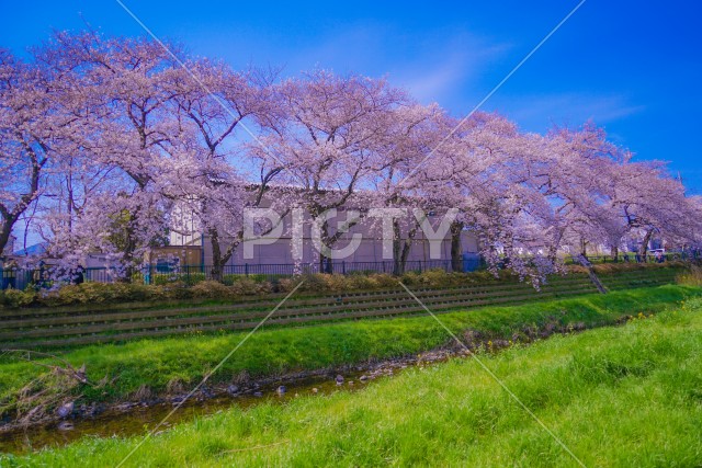 野川の桜（調布市）