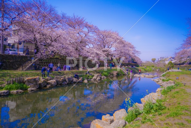 野川の桜（調布市）