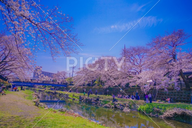 野川の桜（調布市）