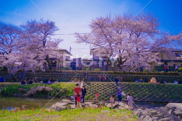 野川の桜（調布市）