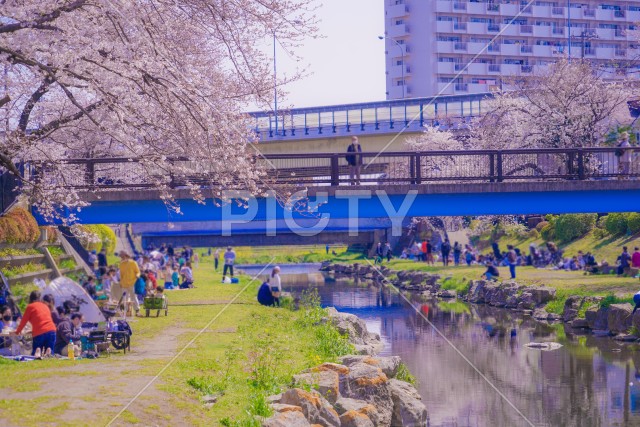 野川の桜（調布市）