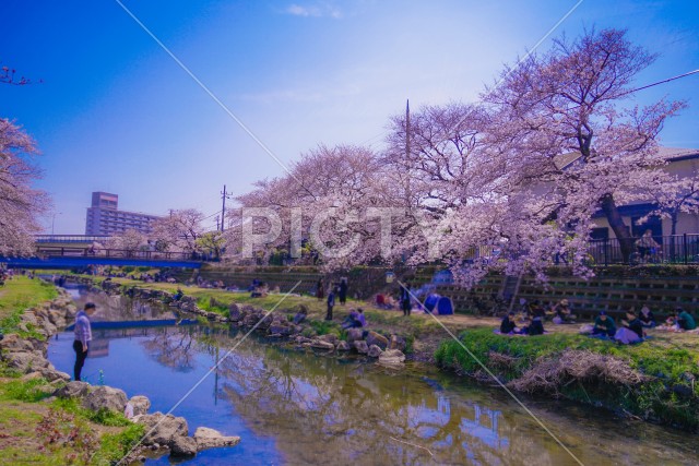 野川の桜（調布市）