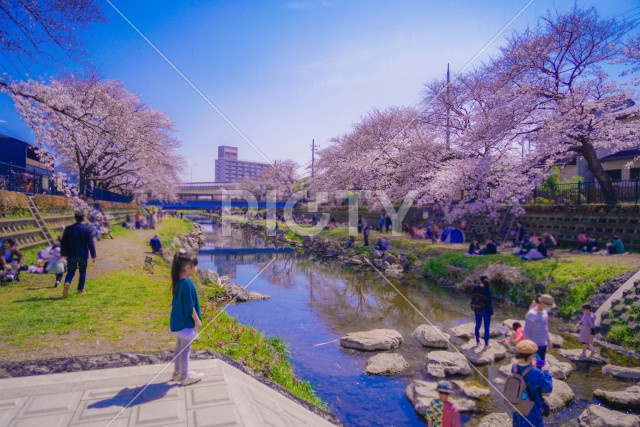 野川の桜（調布市）