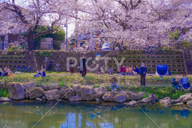 野川の桜（調布市）