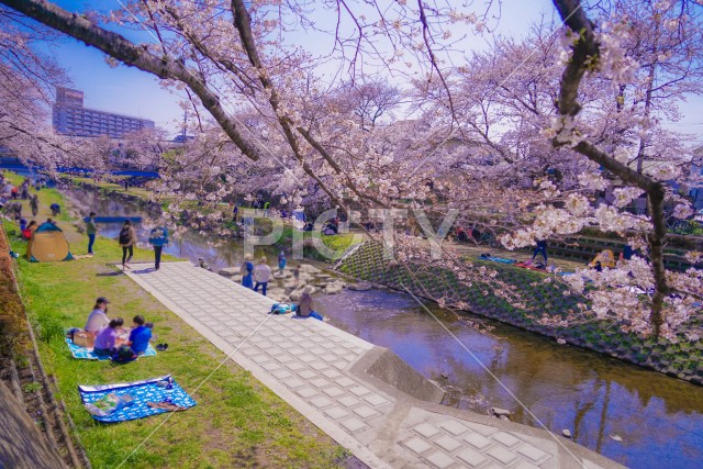 野川の桜（調布市）