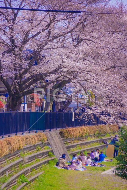 野川の桜（調布市）