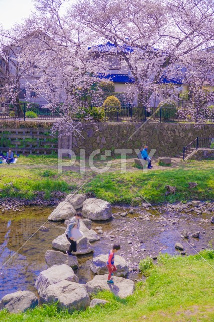 野川の桜（調布市）