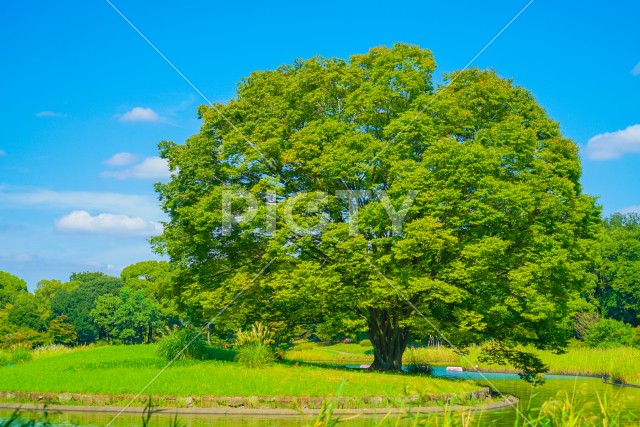 新緑に包まれた公園