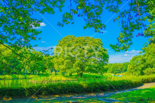 新緑に包まれた公園