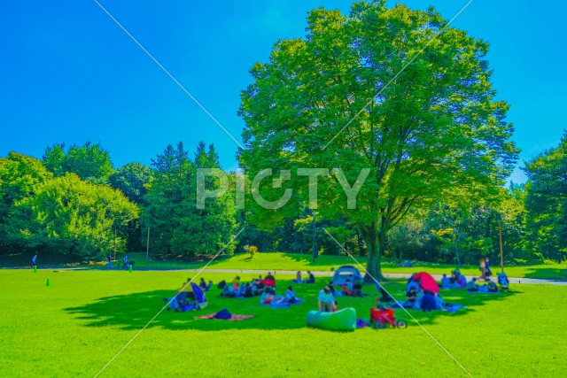 新緑に包まれた公園