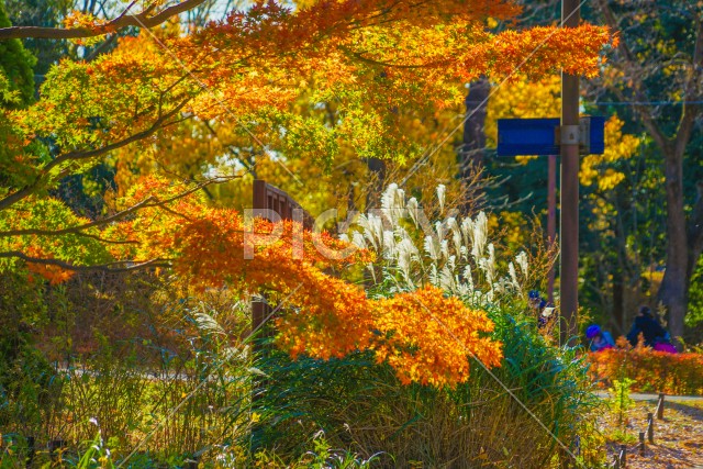 写真のタイトルが入ります