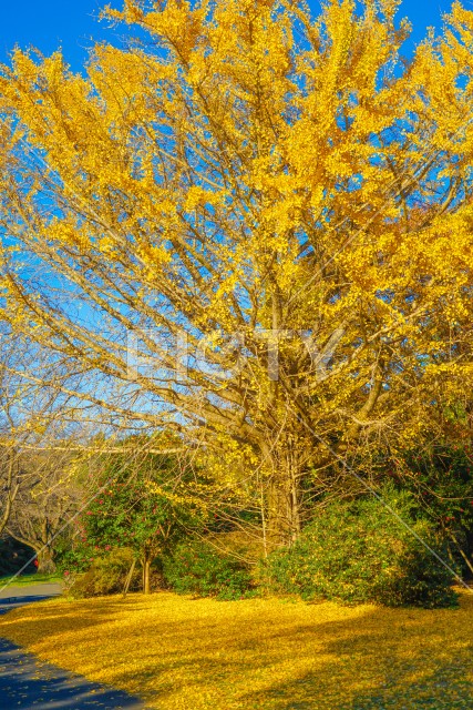 写真のタイトルが入ります