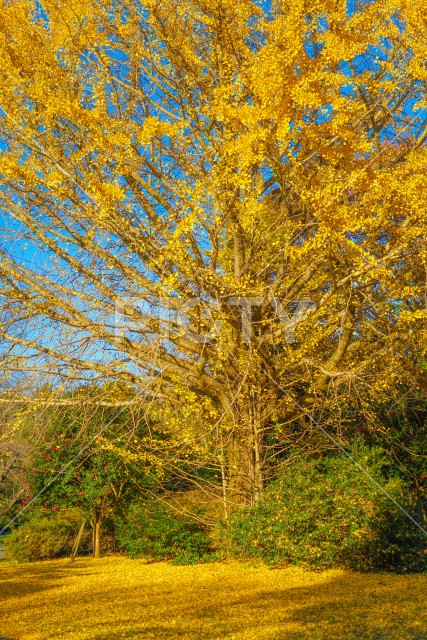 写真のタイトルが入ります