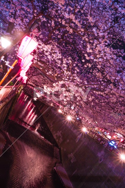 目黒川の夜桜（中目黒）