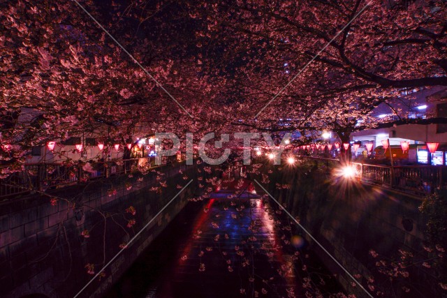 目黒川の夜桜（中目黒）