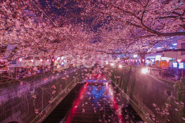 目黒川の夜桜（中目黒）