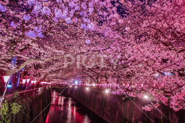 目黒川の夜桜（中目黒）