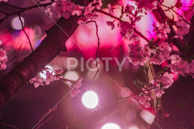 目黒川の夜桜（中目黒）