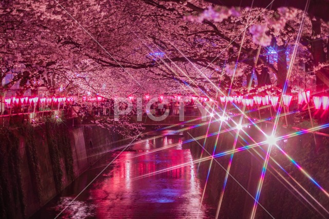 目黒川の夜桜（中目黒）