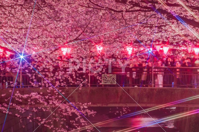 目黒川の夜桜（中目黒）