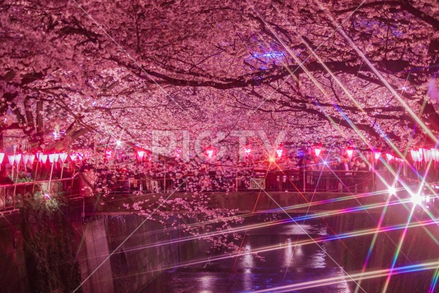 目黒川の夜桜（中目黒）