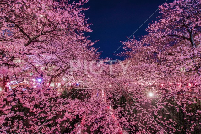 目黒川の夜桜（中目黒）