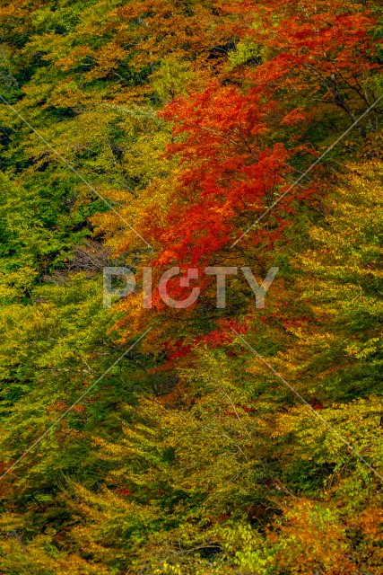 奥四万の紅葉