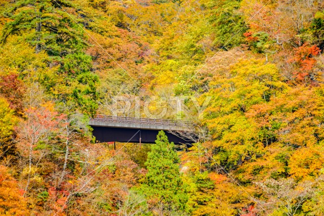 写真のタイトルが入ります