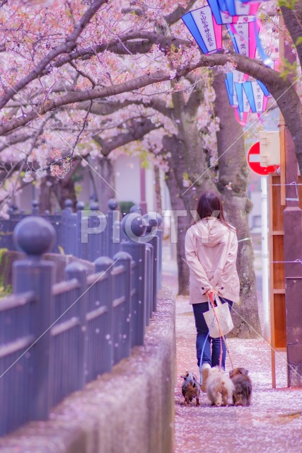 写真のタイトルが入ります