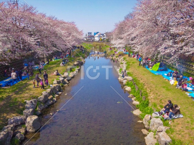 春の野川（東京都調布市）