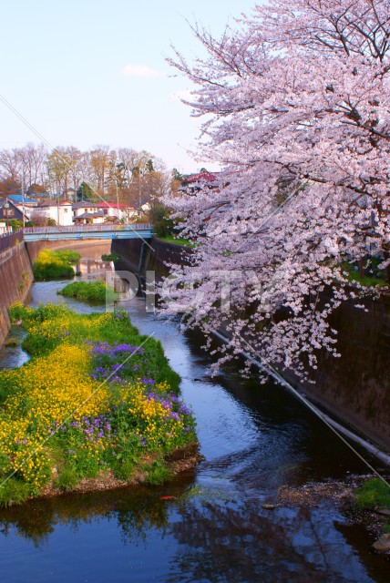 春の野川（東京都調布市）