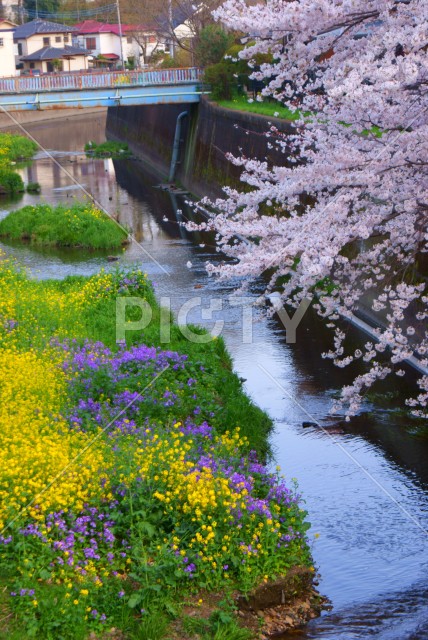 春の野川（東京都調布市）